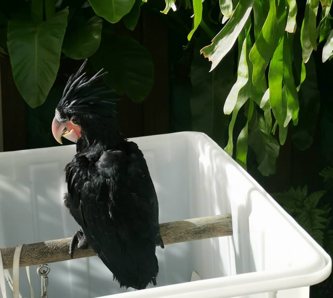 Palmkakadu Papagei